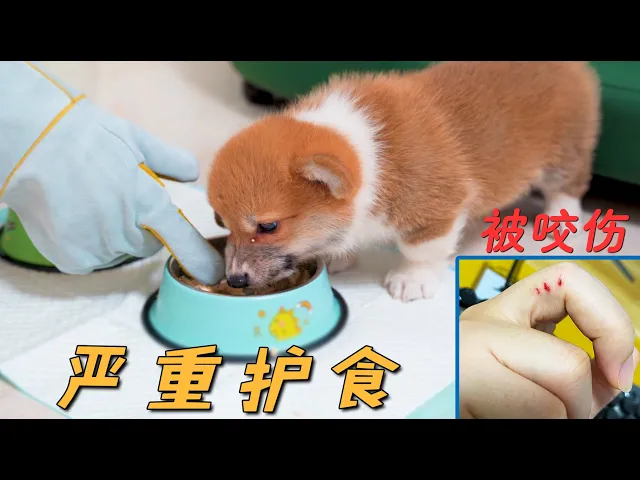 小柯基把主人咬流血,还严重护食,这该怎么办?